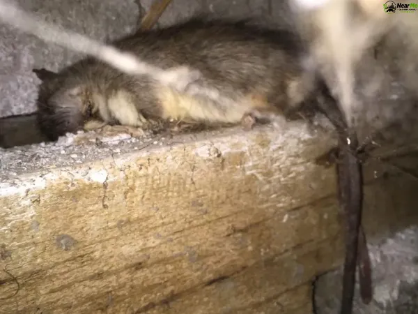 Dead Rat Removal Jindalee